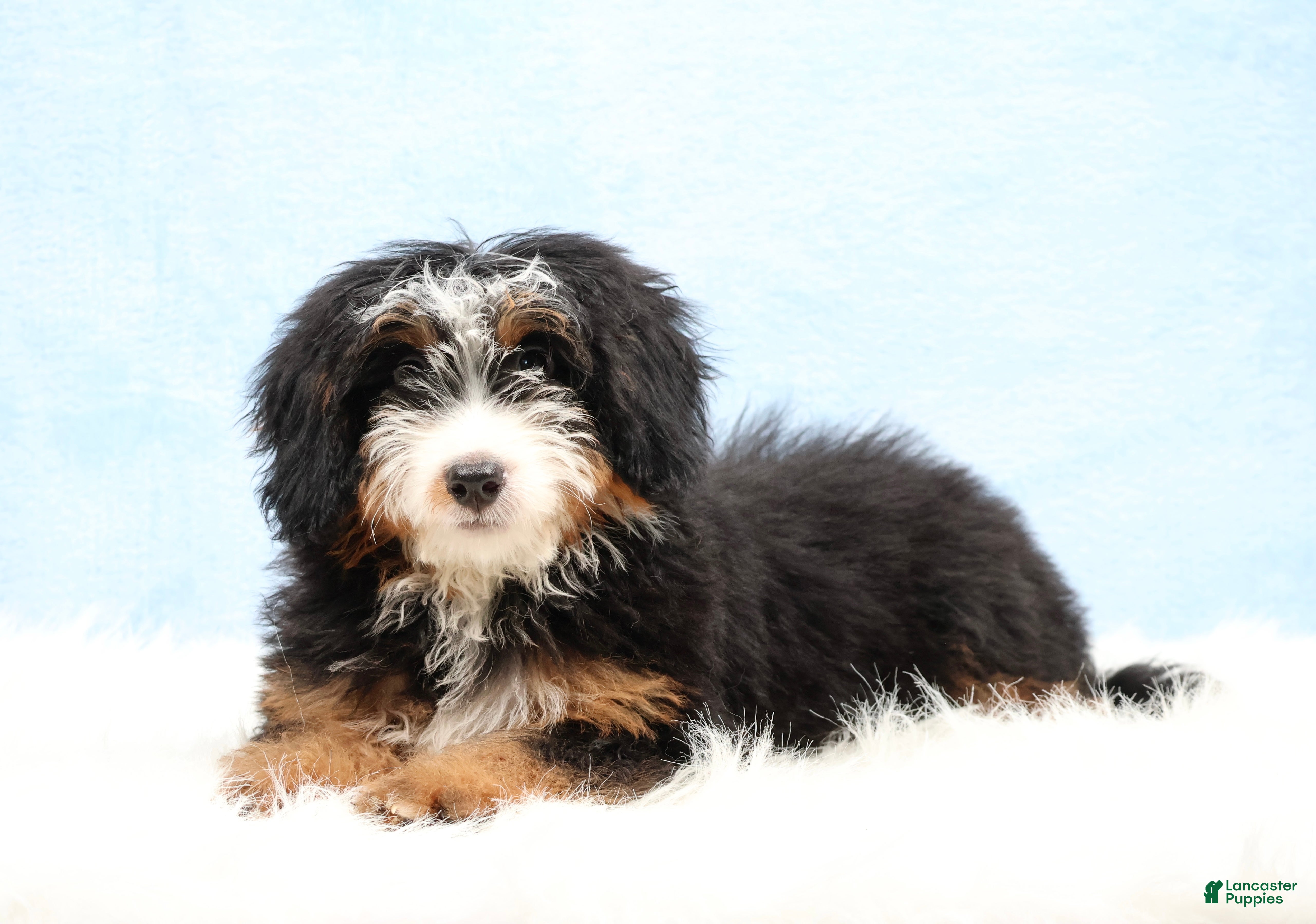 Mini Bernedoodle dogs Dylan - Ad 1