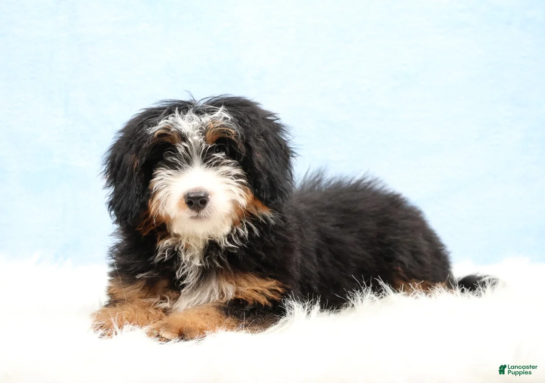 Mini Bernedoodle dogs for sale: Dylan - Ad 1