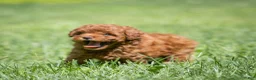 Miniature Poodle dogs for sale: Kayla Miniature Poodle  - Ad 7