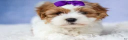 Teddy Bear dogs for sale: TRIXIE - Ad 15