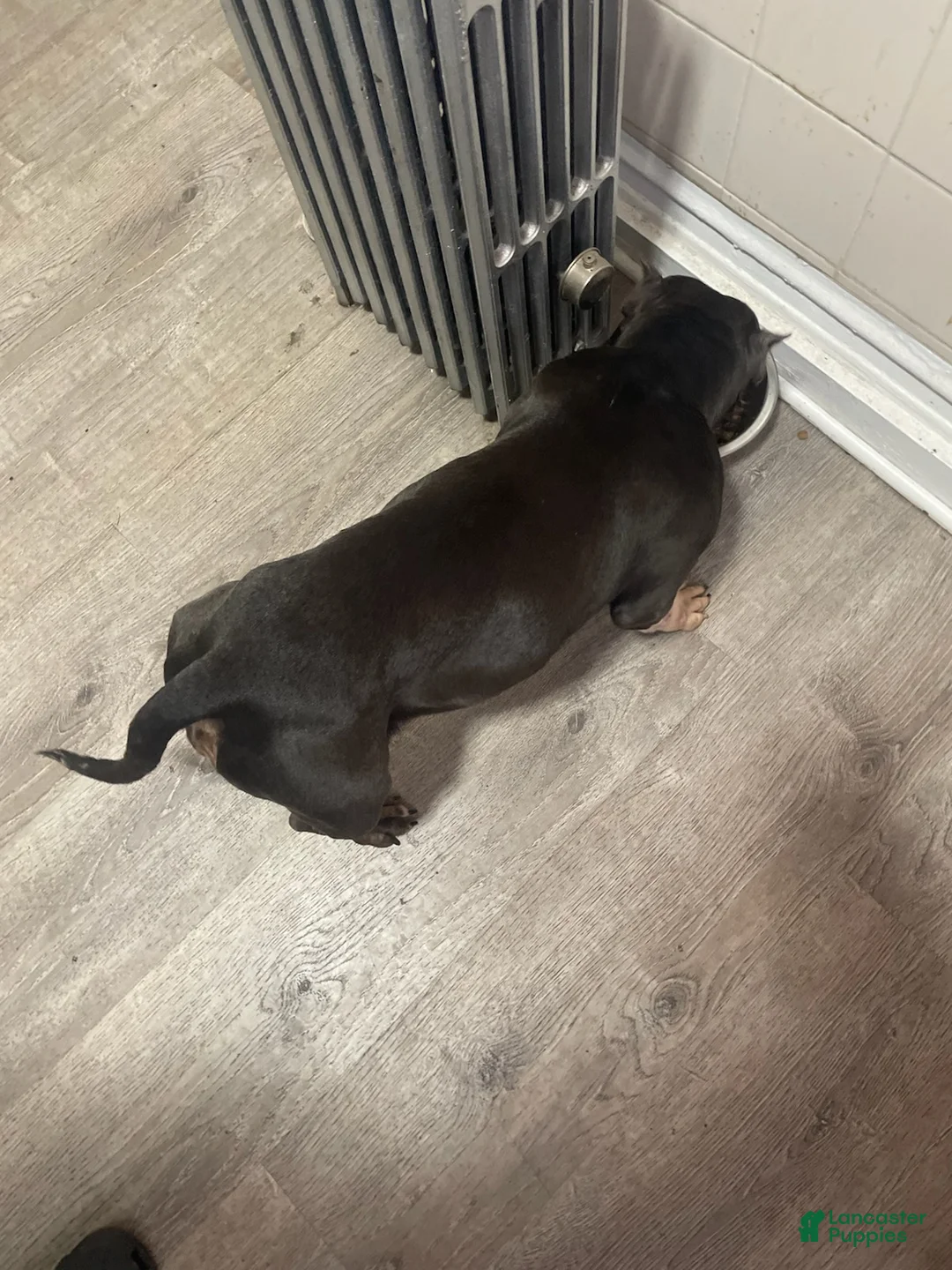 American Pit Bull Terrier dogs for sale: Milo - Ad 3
