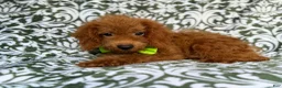 Cockapoo dogs for sale: Prince - Ad 5