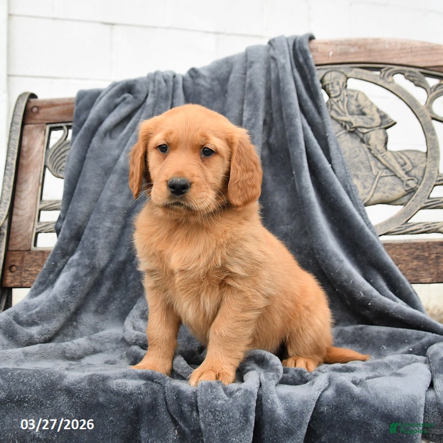 Golden Retriever dogs Bailey - Ad 2
