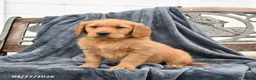 Golden Retriever dogs for sale: Bailey - Ad 2