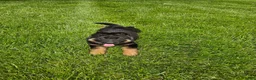German Shepherd dogs for sale: Christy - Ad 6