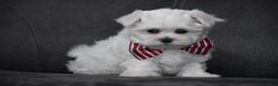 Maltese dogs for sale: Scamp - Ad 8