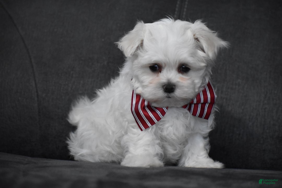 Maltese dogs for sale: Scamp - Ad 8