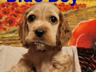 Cockapoo dogs Blue Boy - Ad 30