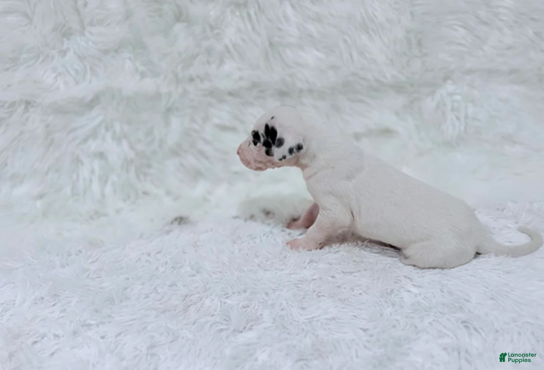 Great Dane dogs for sale: Eleven - Ad 3