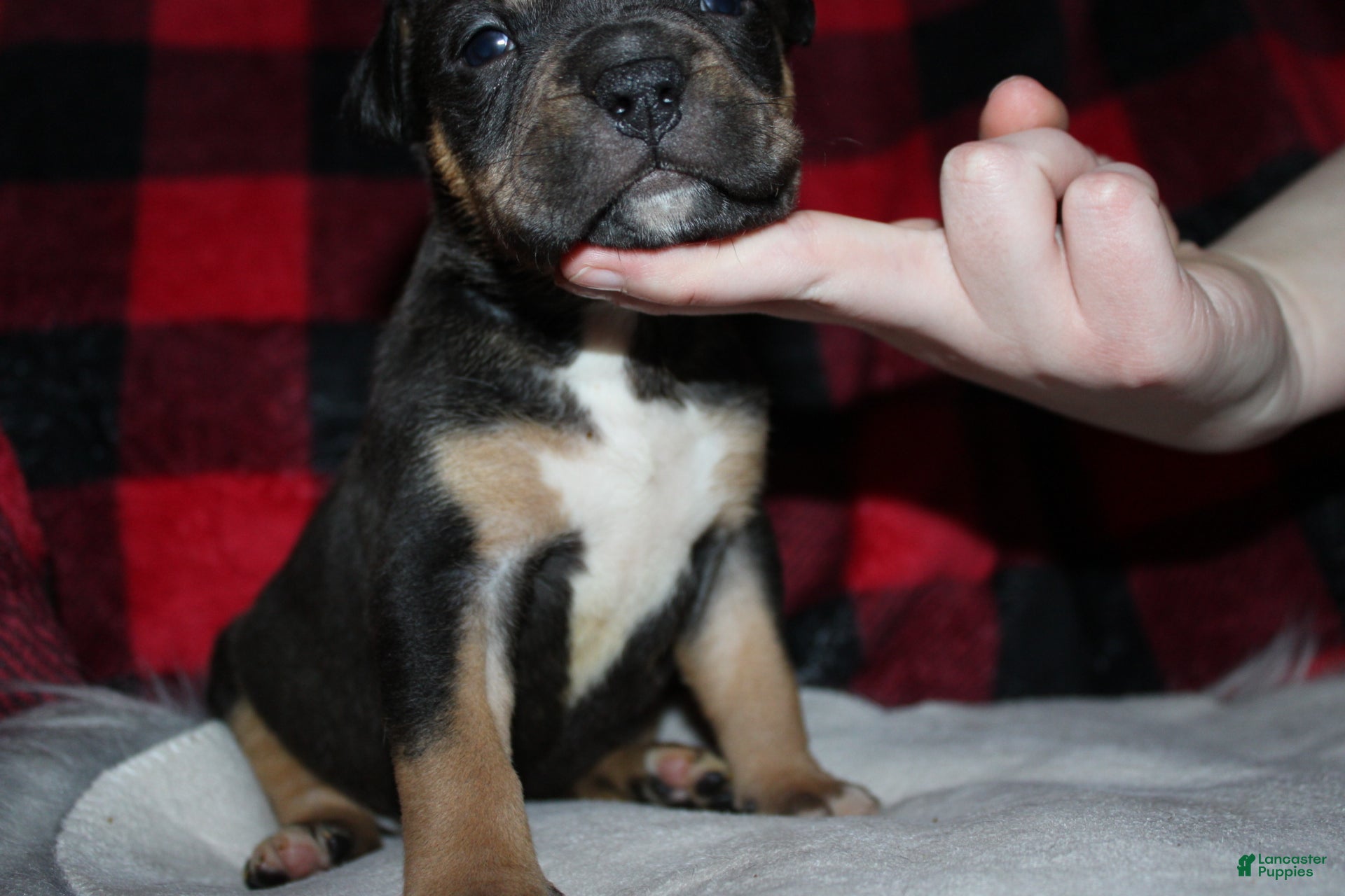 American Bully dogs Tj - Ad 1