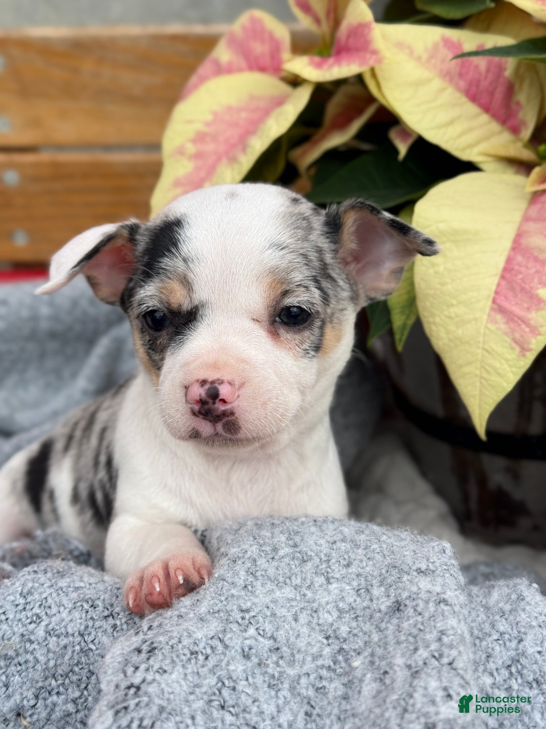 Chihuahua dogs for sale: Clara - Ad 12