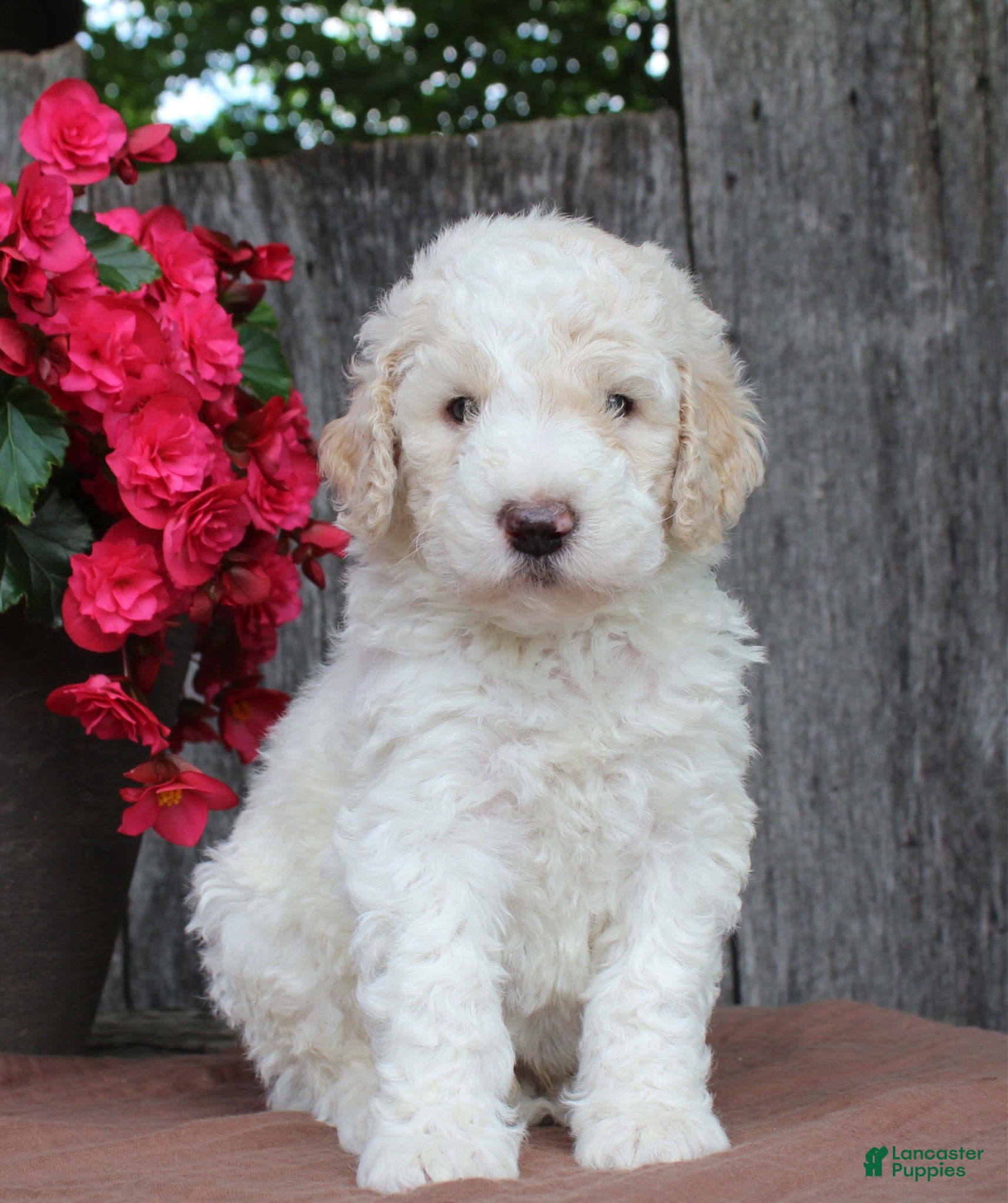 Standard Poodle dogs Canyon AKC Standard Poodle  - Ad 1
