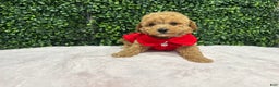 Toy Poodle dogs for sale: Edel - Ad 2