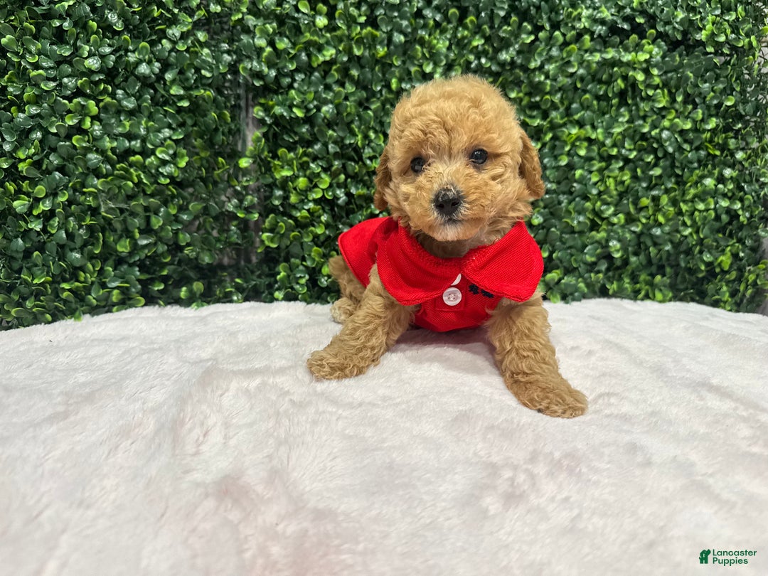 Toy Poodle dogs for sale: Edel - Ad 2