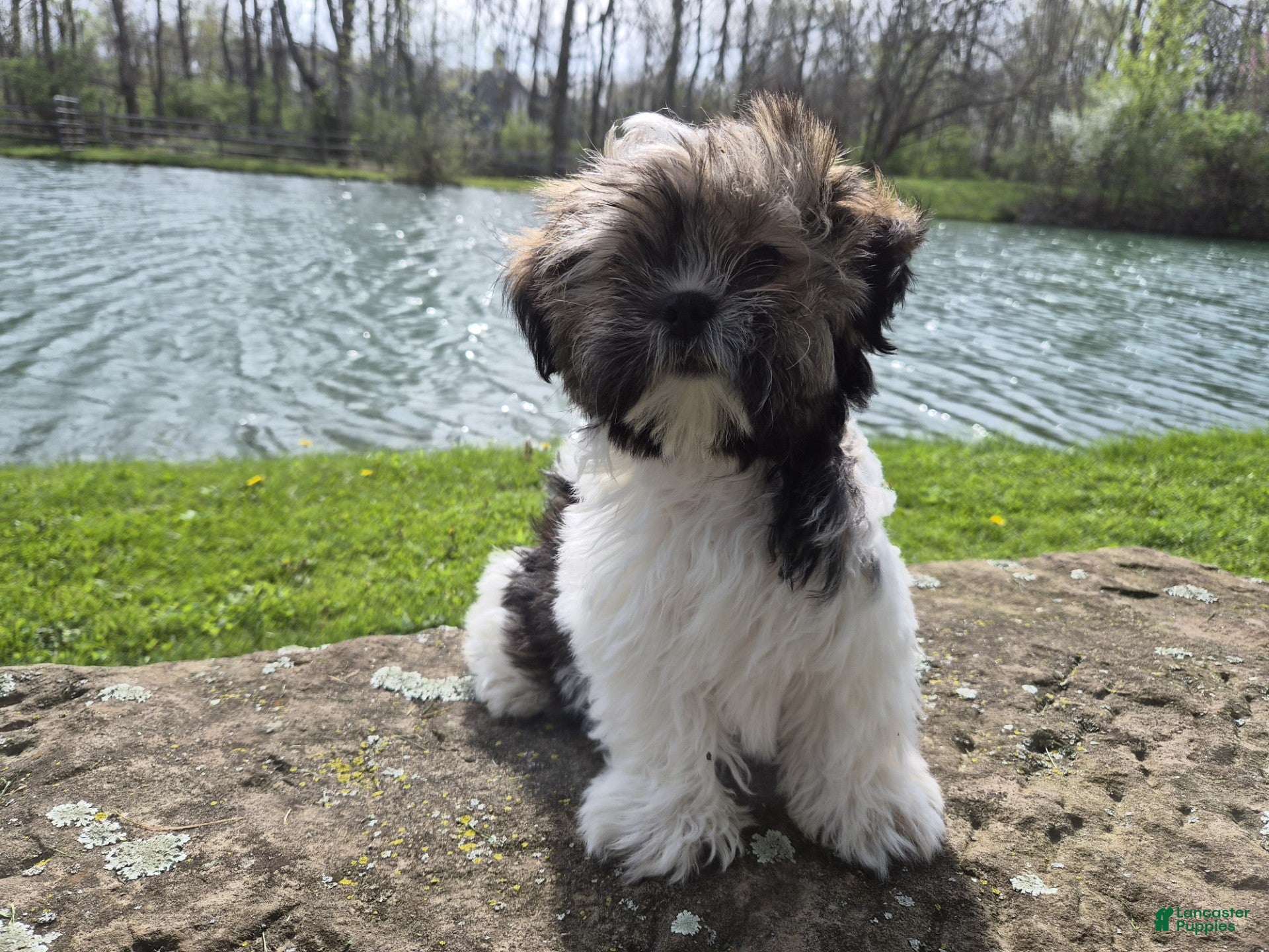 Shorkie dogs Cowboy - Ad 2