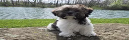 Shorkie dogs for sale: Cowboy - Ad 6
