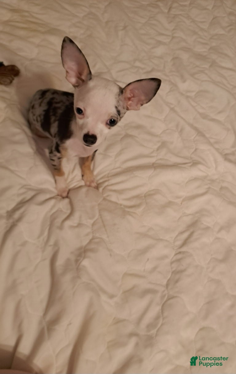 Chihuahua dogs Toy jojo - Ad 1