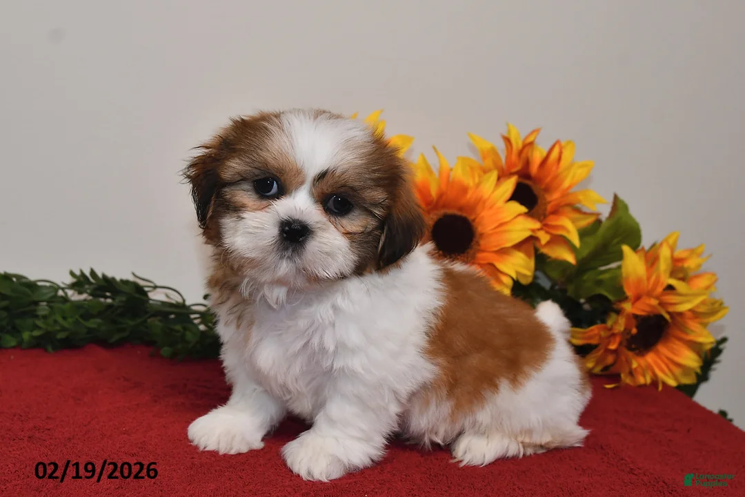 Shih Tzu dogs for sale: Milo - Ad 3