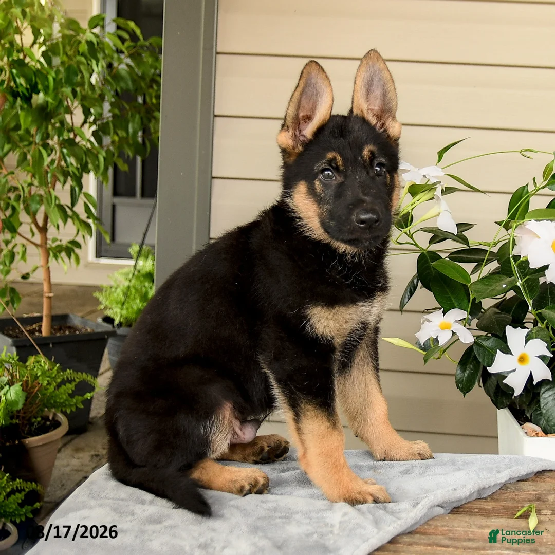 German Shepherd dogs for sale: Kaspian - Ad 2