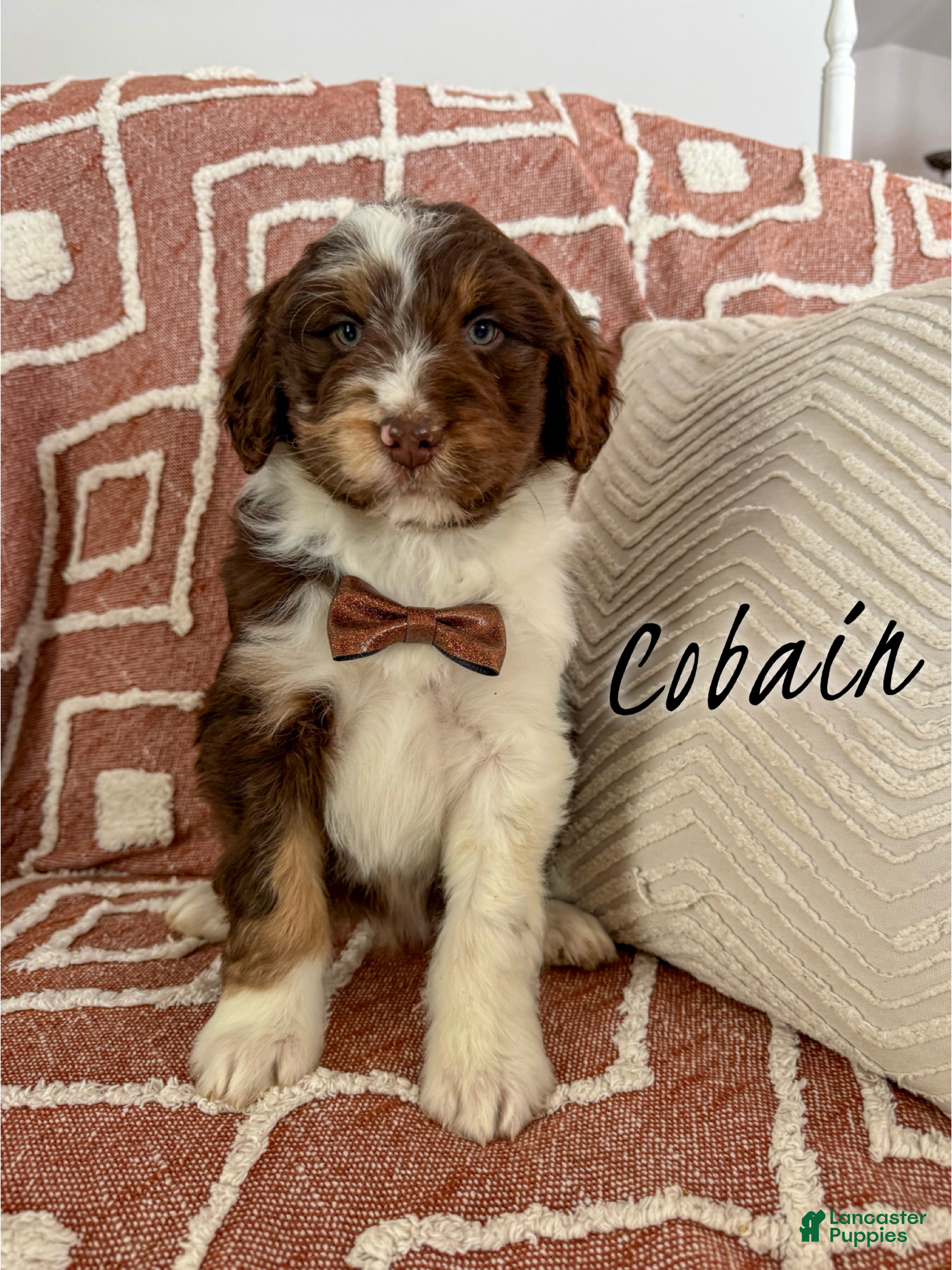 Aussiedoodle dogs Cobain - Standard F1 - Ad 29