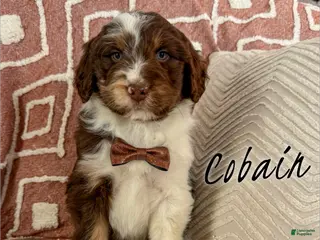 Aussiedoodle dogs Cobain - Standard F1 - Ad 29