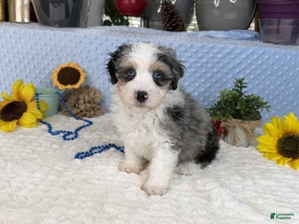 Aussiedoodle dogs Conley - Ad 2