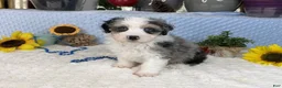 Aussiedoodle dogs for sale: Conley - Ad 2