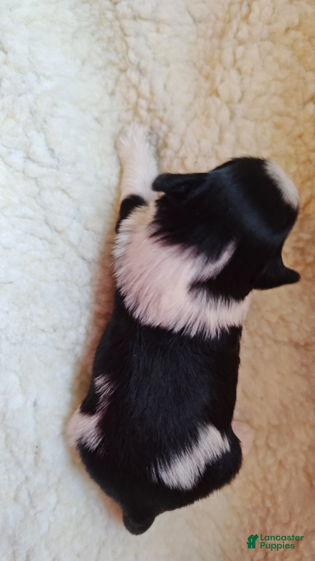 Miniature Schnauzer dogs for sale: Miniature Schnauzer Boy 2 - Ad 3