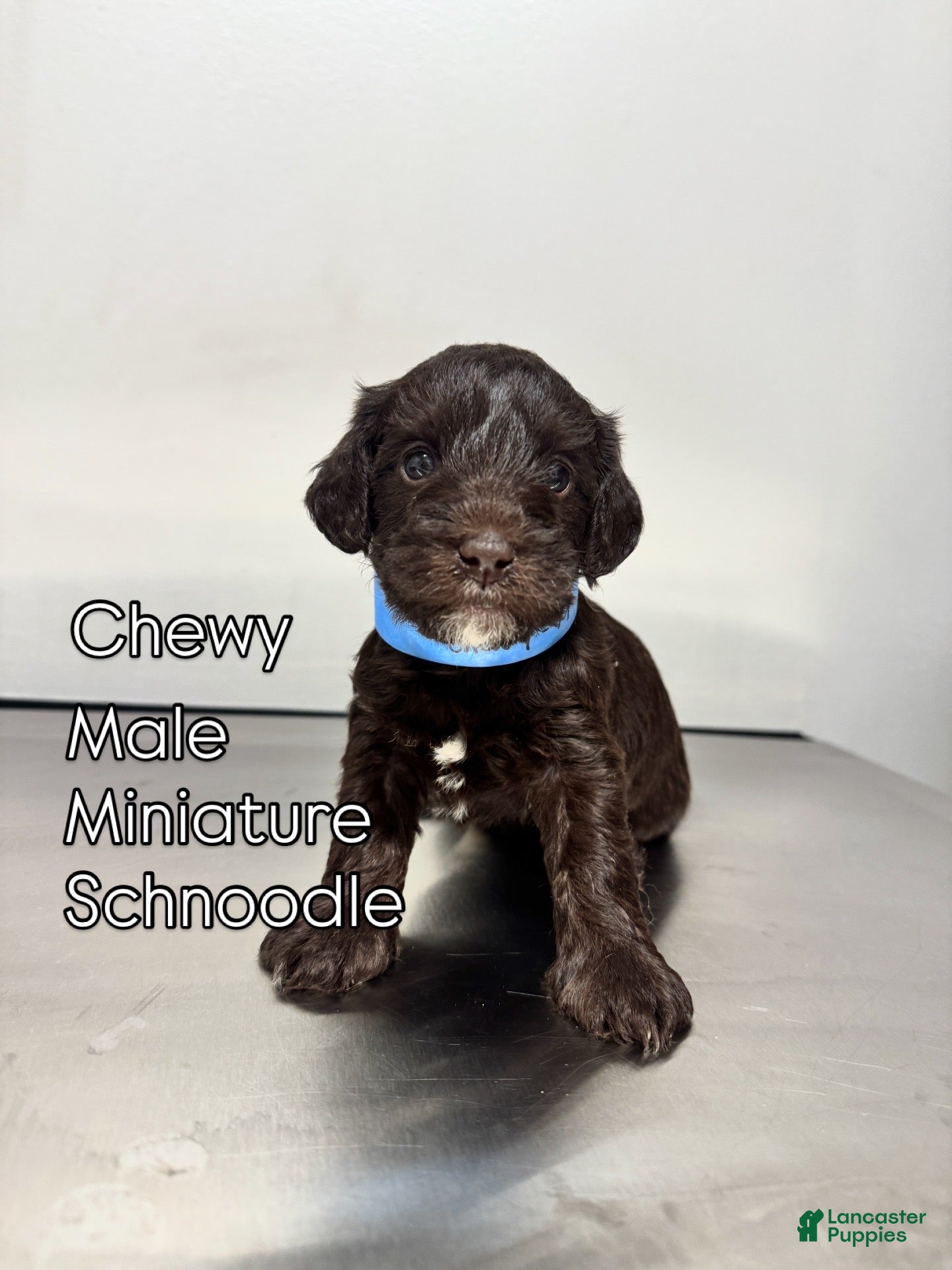 Schnoodle dogs Schnoodle Puppy -Chewy  - Ad 20