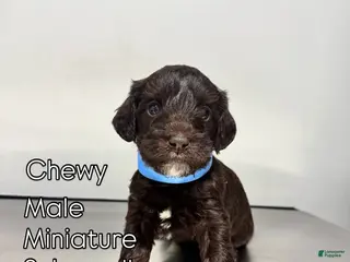 Schnoodle dogs Schnoodle Puppy -Chewy - Ad 21