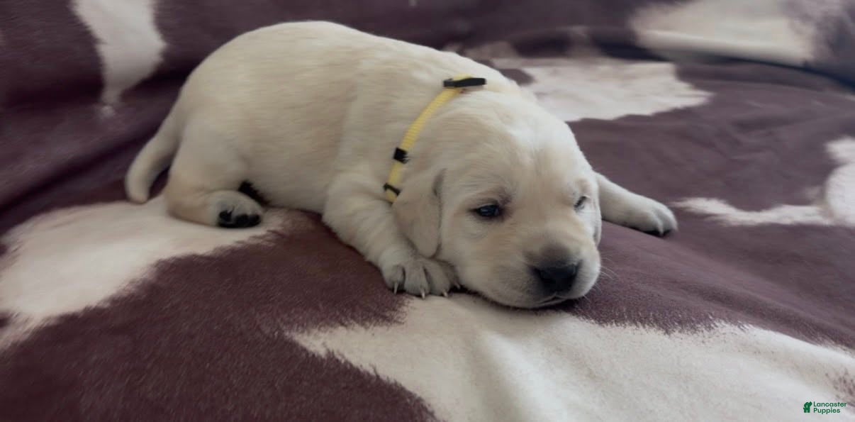 Labrador Retriever dogs Comet - Ad 1