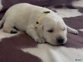 Labrador Retriever dogs for sale: Comet - Ad 4