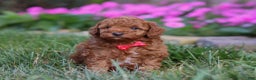 Miniature Poodle dogs for sale: Winston - Ad 8