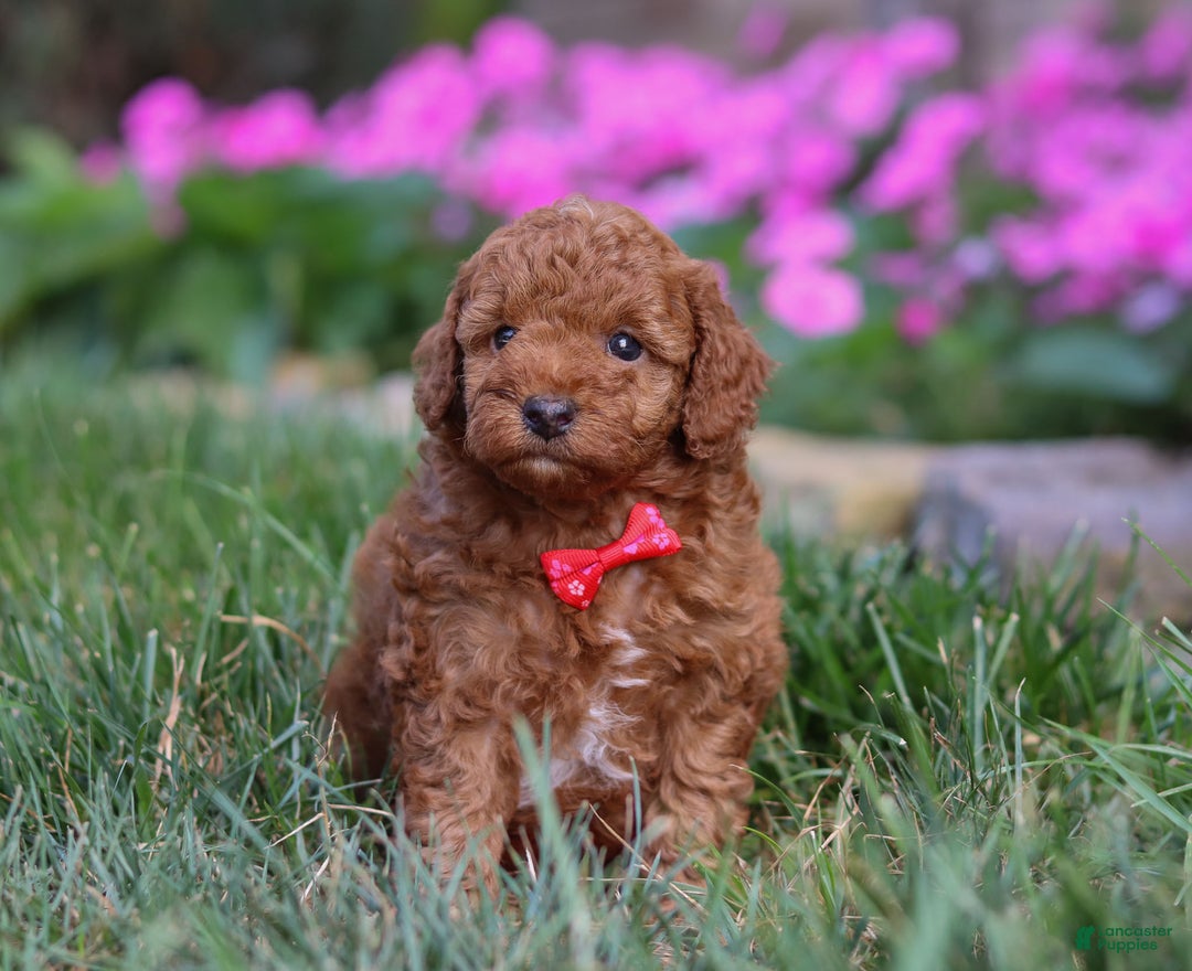 Miniature Poodle dogs for sale: Winston - Ad 8