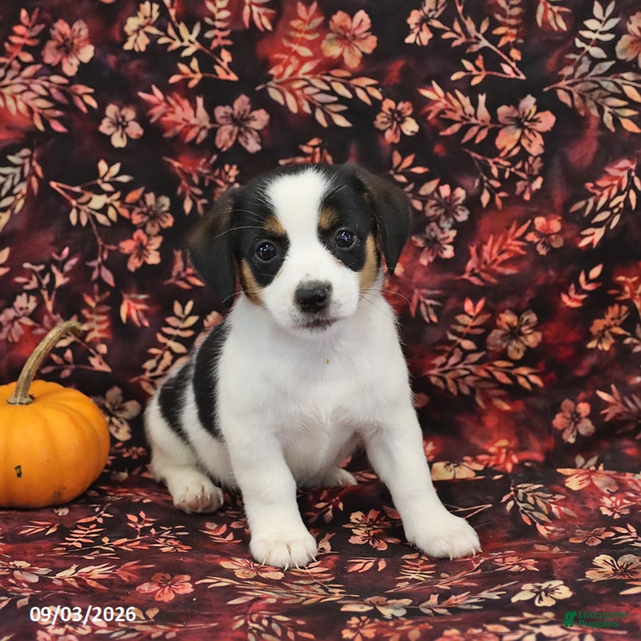 Jack Russell Terrier dogs Sadie - Ad 1
