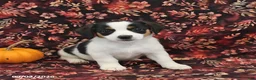 Jack Russell Terrier dogs for sale: Sadie - Ad 1
