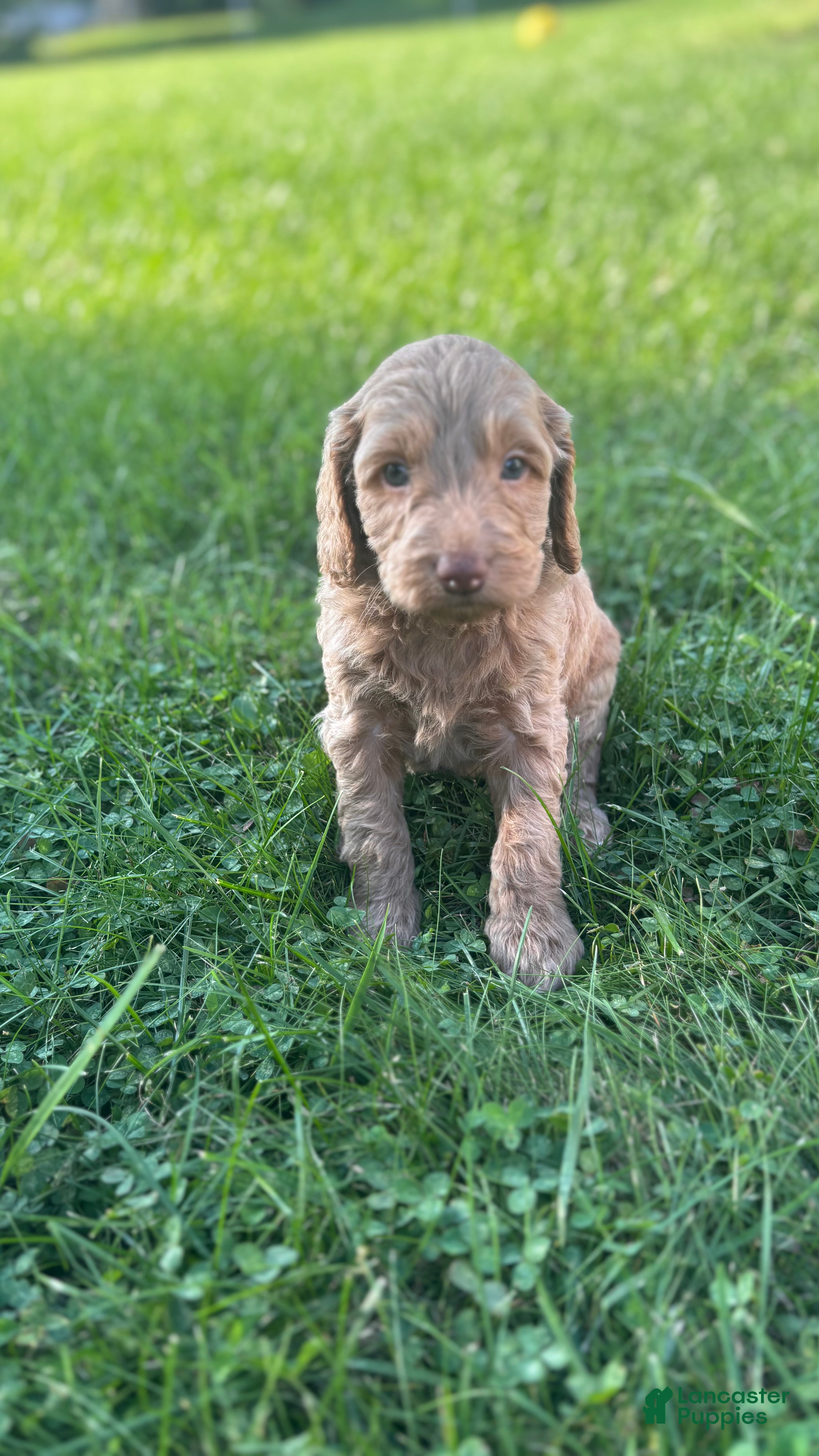 Mini Goldendoodle dogs Purple - Ad 12