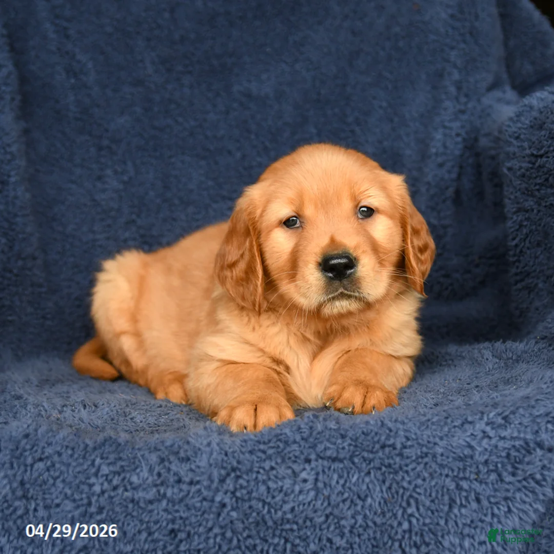 Golden Retriever dogs for sale: Billy - Ad 3