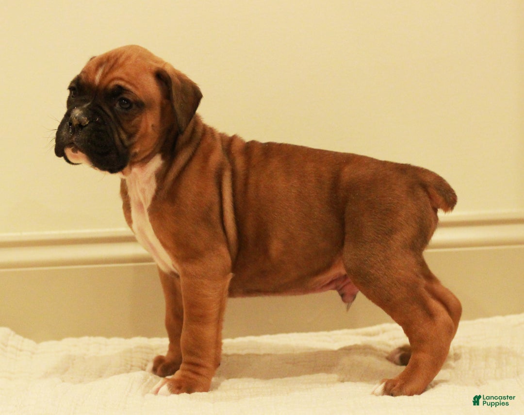 Boxer dogs for sale: Spot - Ad 2