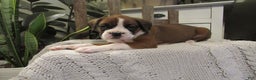 Boxer dogs for sale: Penny - Ad 1