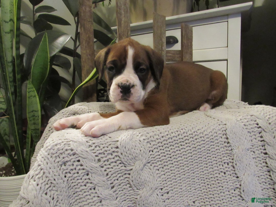Boxer dogs for sale: Penny - Ad 1