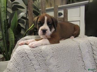 Boxer dogs Penny - Ad 42