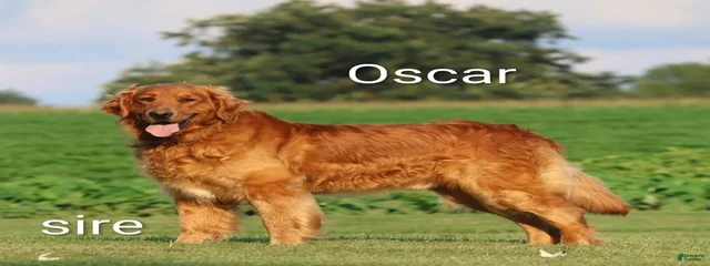 Oscar