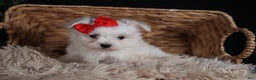 Maltese dogs for sale: ACE - Ad 4