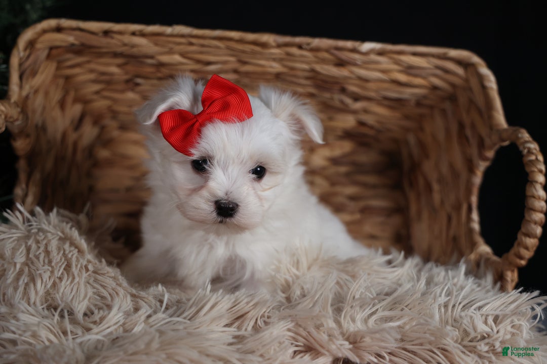Maltese dogs for sale: ACE - Ad 4