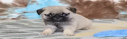 Pug dogs for sale: Monty - Ad 8