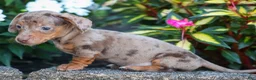 Miniature Dachshund dogs for sale:  Zion💙 - Ad 18
