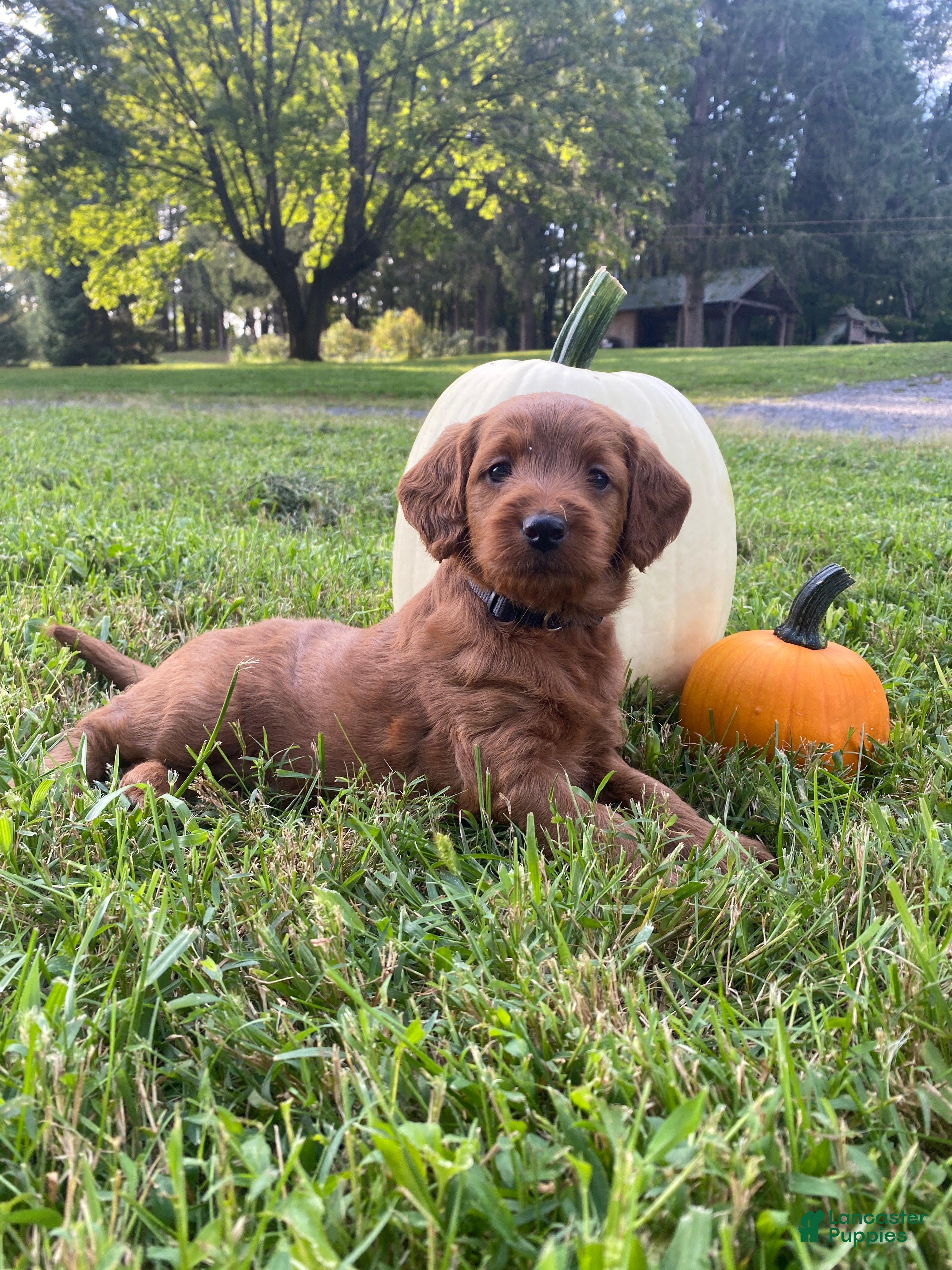 Miniature Labradoodle dogs Georgia-mini red F1b - Ad 1