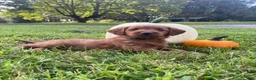 Miniature Labradoodle dogs for sale: Georgia-mini red F1b - Ad 1