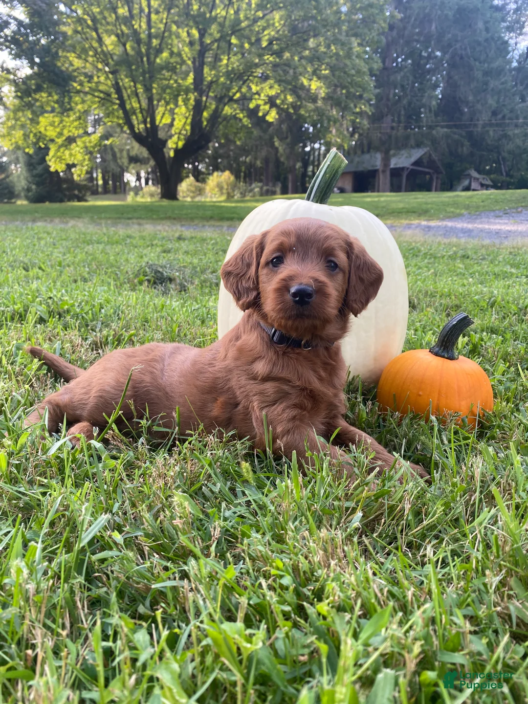 Miniature Labradoodle dogs for sale: Georgia-mini red F1b - Ad 1